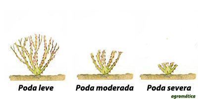 poda-agromatica.jpg