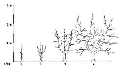 poda-de-formacion-en-el-cultivo-del-caqui.jpg