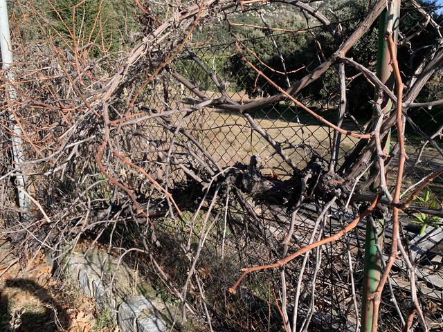 poda-parra01.jpg