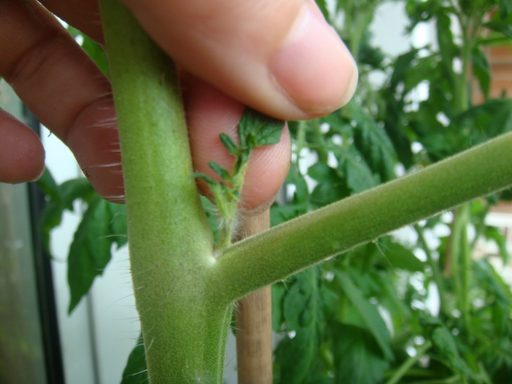 poda-tomatera.jpg