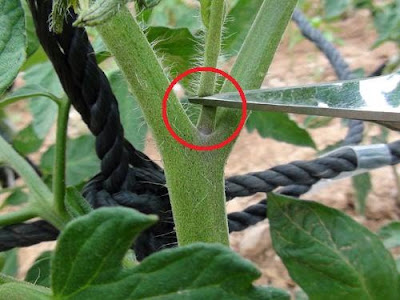 poda+tomates+1.jpg