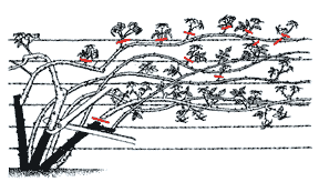 poda-trepador-dibujo-2.gif