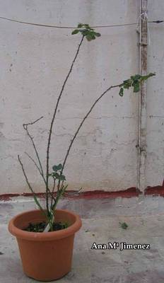 Poda_Alphonse1_2007_02_01.jpg