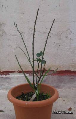Poda_Alphonse2_2007_02_01.jpg