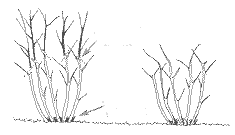 poda_DIBUJO.gif