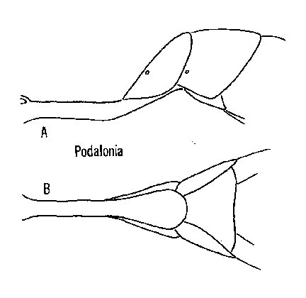 Podalonia%20abdomen.jpg