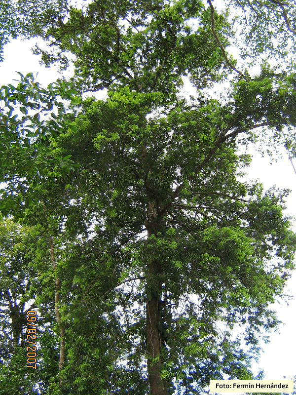 Podocarpus%20guatemalensis%20(3).jpg