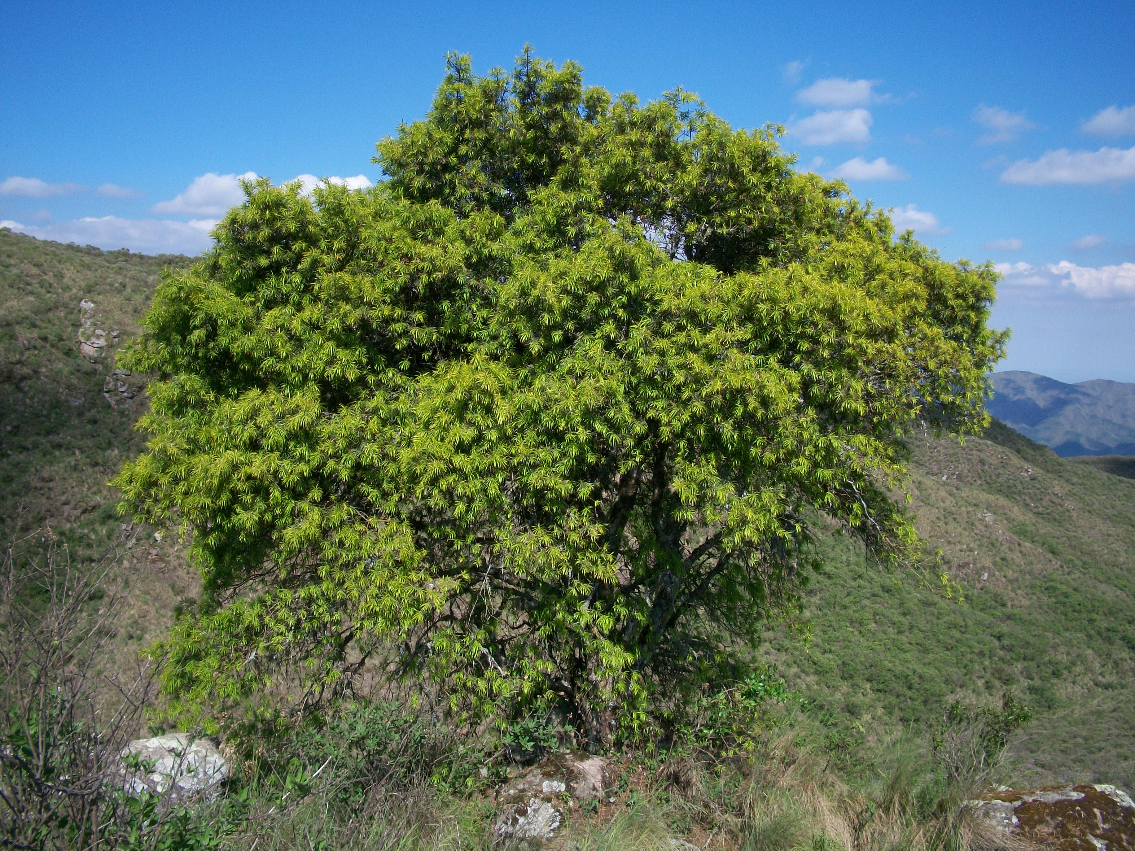 Podocarpus_Parlatorei.jpg
