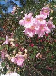 podranea-ricasoliana-flores.jpg