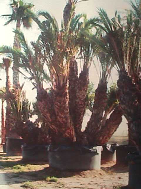 Poenix%20dactilifera.JPG