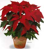 poinsetia_maceta.jpg