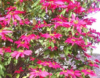 poinsettia.JPG