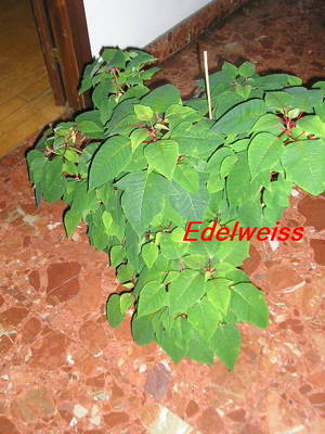 Poinsettia11.jpg