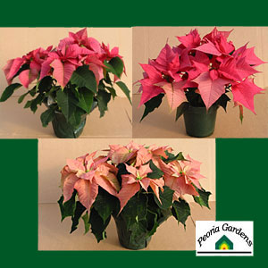 PoinsettiaPinkMix.jpg