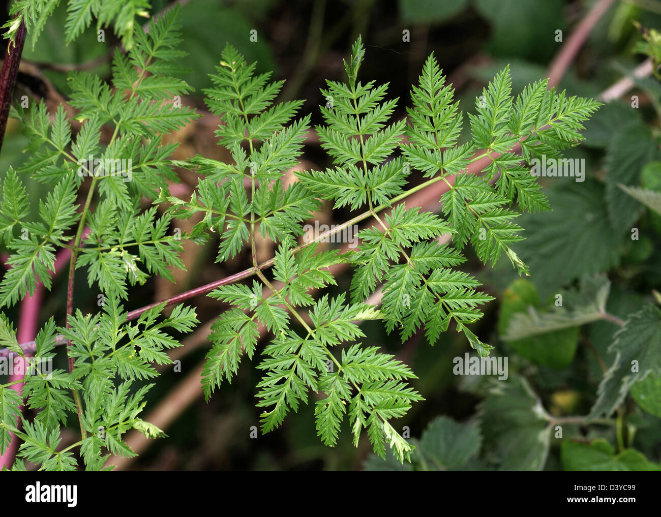 poison-hemlock-leaf-conium-maculatum-apiaceae-d3yc99.jpg
