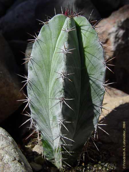 polaf00709.jpg
