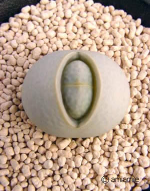 pole_evansii02.jpg