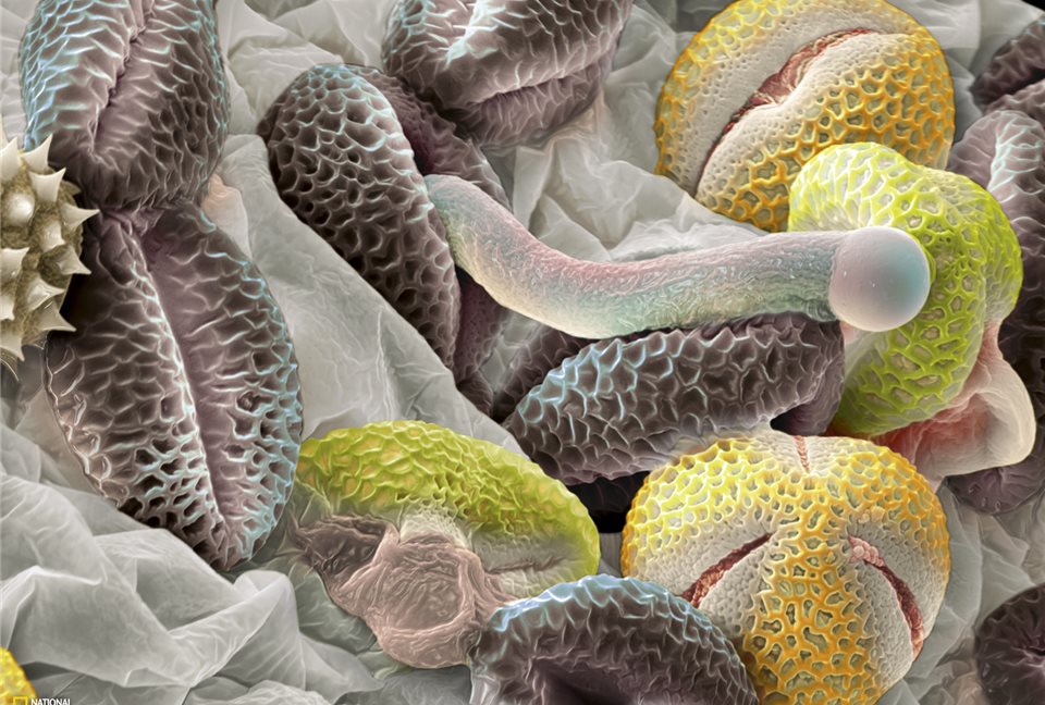 polenfondo5_960x648_ccb42460.jpg