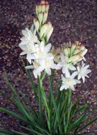 polianthes-tuberosa.jpg