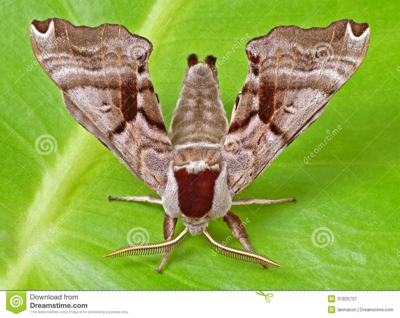 polilla-de-esfinge-gemelo-manchada-31925737.jpg