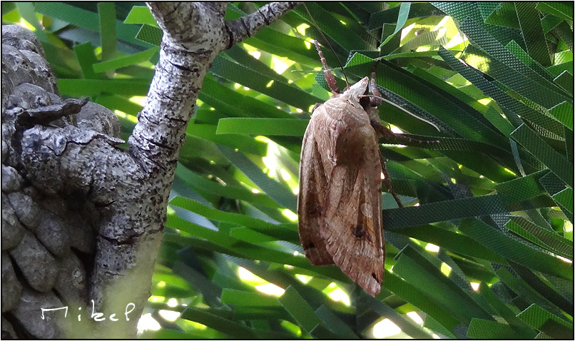polilla_27may012.jpg