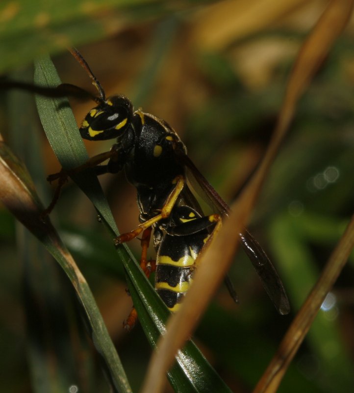 Polistes%20biglumis_5288.jpg