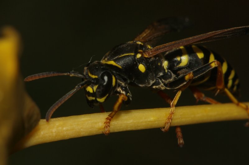Polistes%20biglumis_5299.jpg