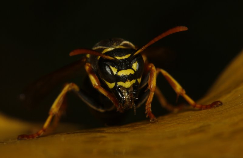 Polistes%20biglumis_5300.jpg
