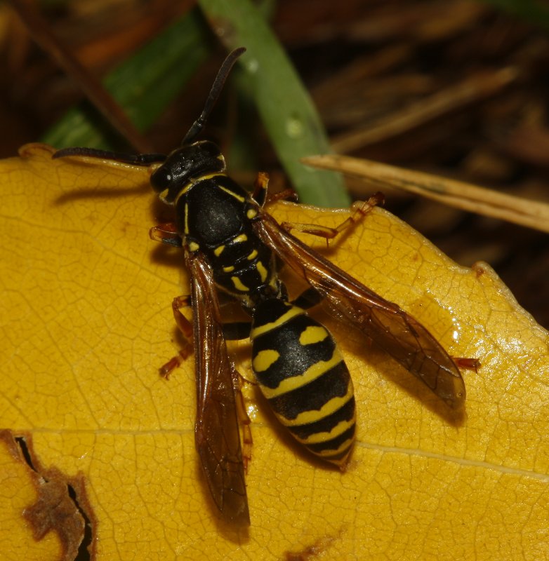 Polistes%20biglumis_5302.jpg