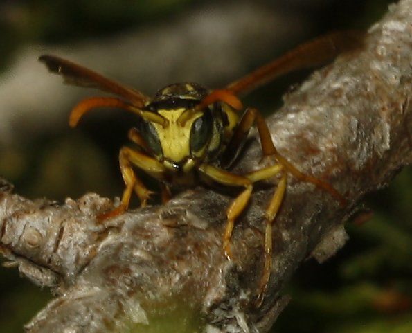 Polistes%20dominula_4901.jpg