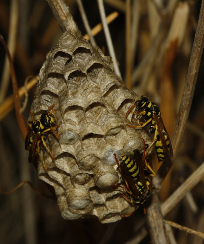 Polistes%20gallicus_5013.jpg
