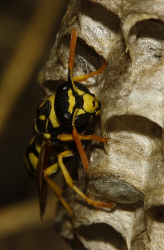 Polistes%20gallicus_5015.jpg