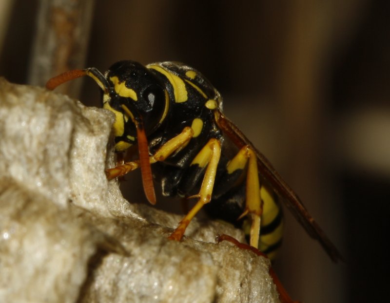 Polistes%20gallicus_5016.jpg