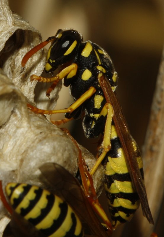 Polistes%20gallicus_5018.jpg