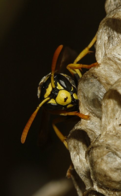 Polistes%20gallicus_5023.jpg