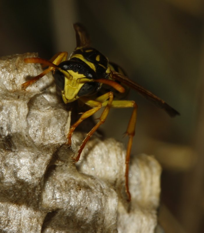 Polistes%20gallicus_5024.jpg