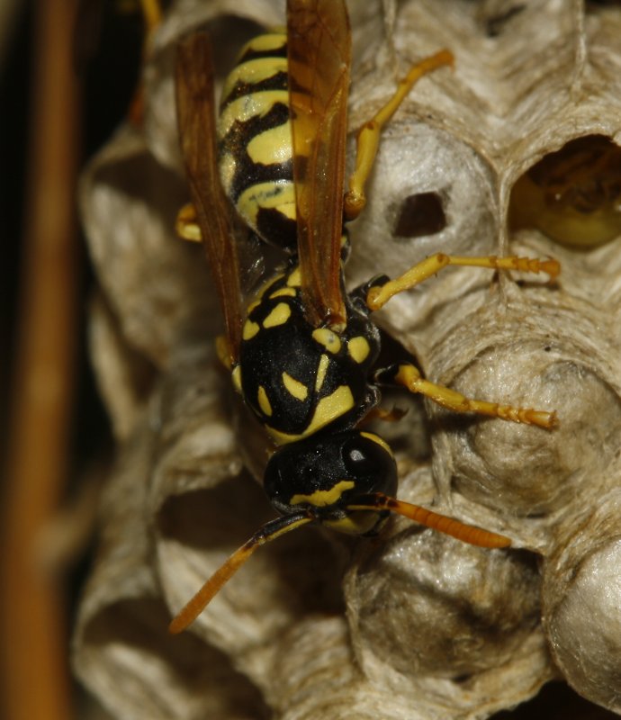 Polistes%20gallicus_5029.jpg