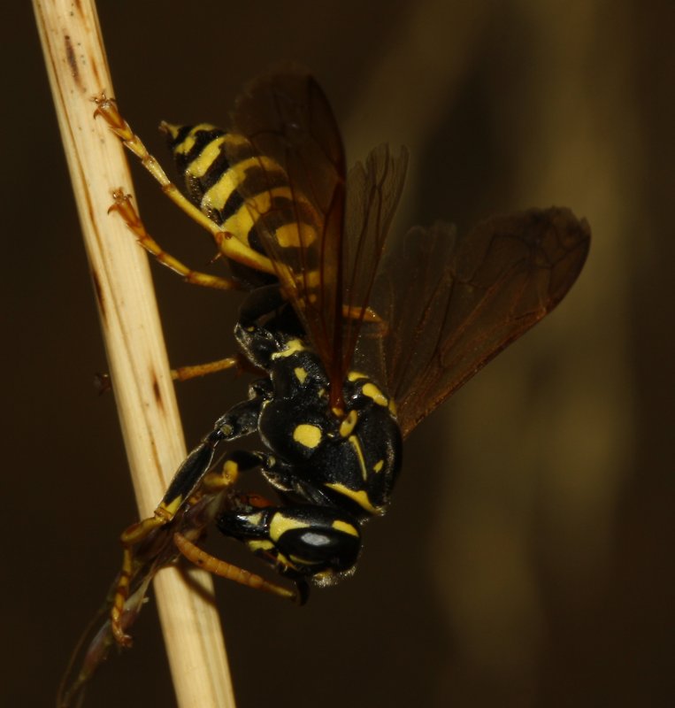Polistes%20nimpha_4021.jpg