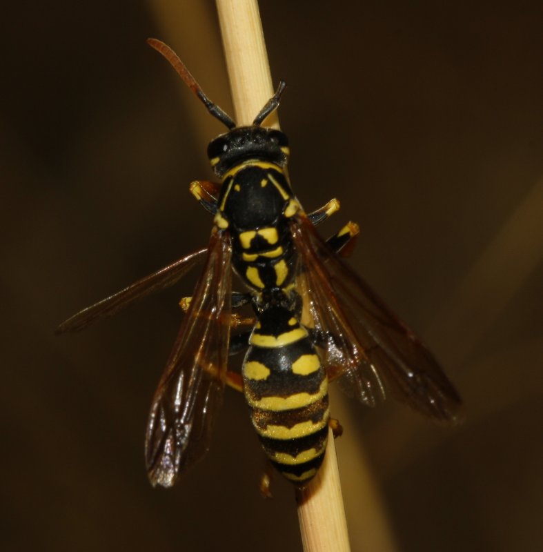 Polistes%20nimpha_4025.jpg