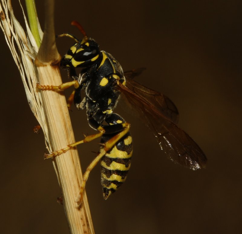 Polistes%20nimpha_4026.jpg