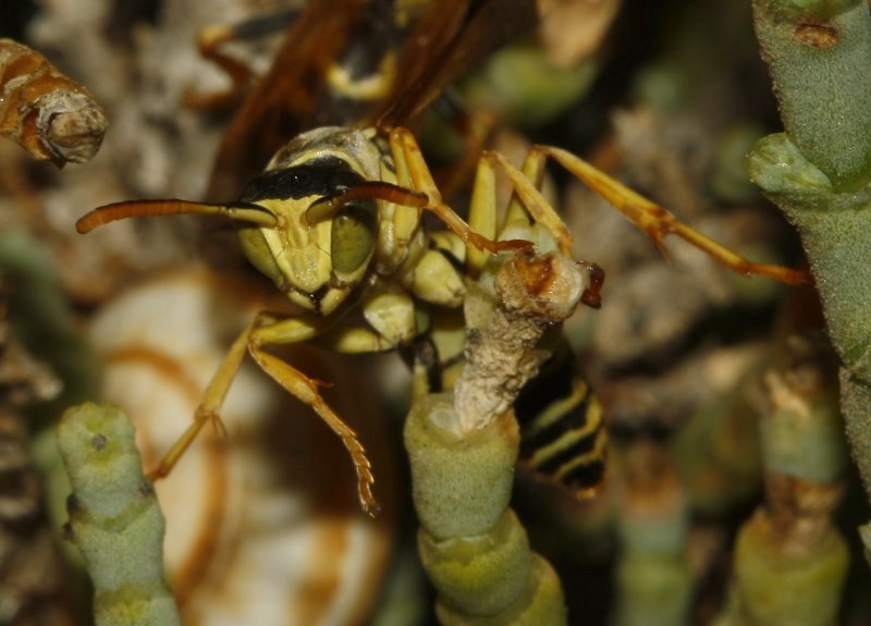 Polistes%20nimpha_4203.jpg