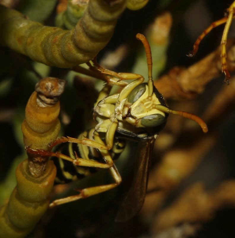 Polistes%20nimpha_4204.jpg