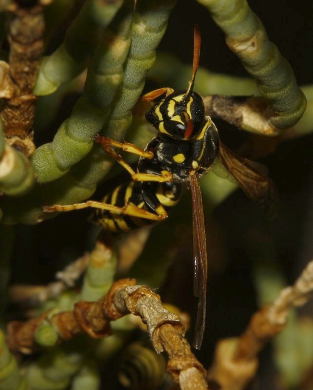 Polistes%20nimpha_4208.jpg