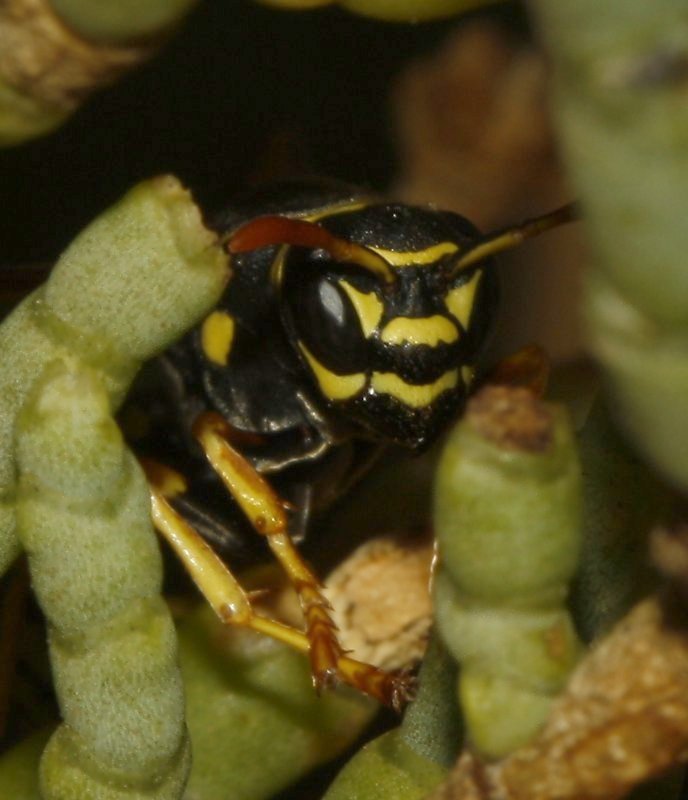 Polistes%20nimpha_4210.jpg