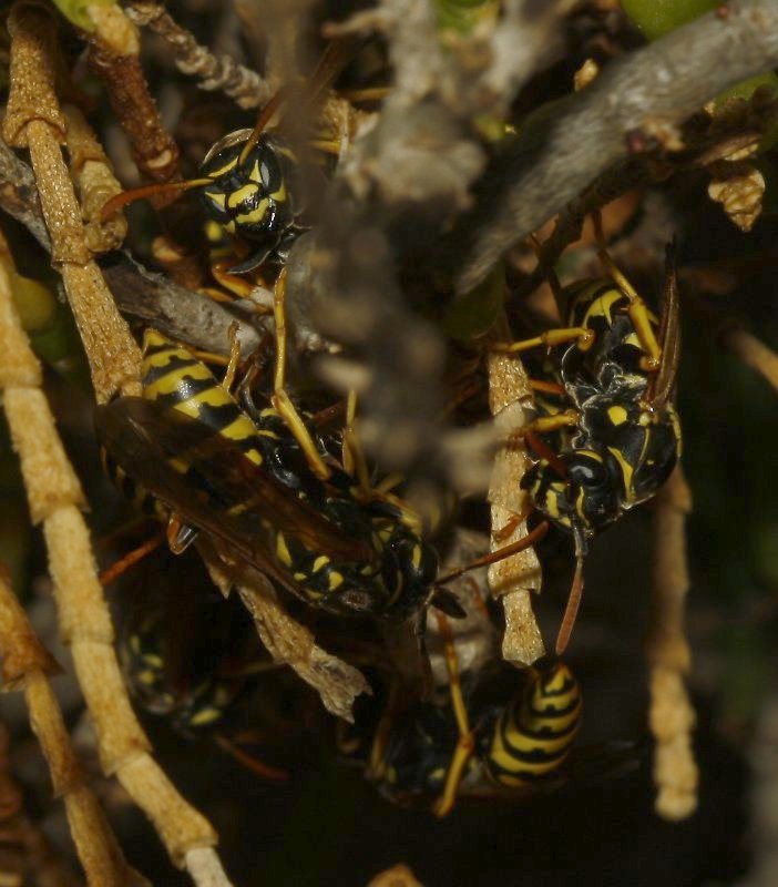 Polistes%20nimpha_4264.jpg