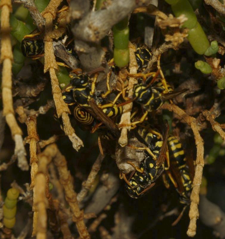 Polistes%20nimpha_4267.jpg