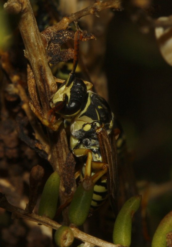 Polistes%20nimpha_4336.jpg