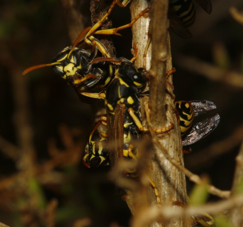 Polistes%20nimpha_4341.jpg