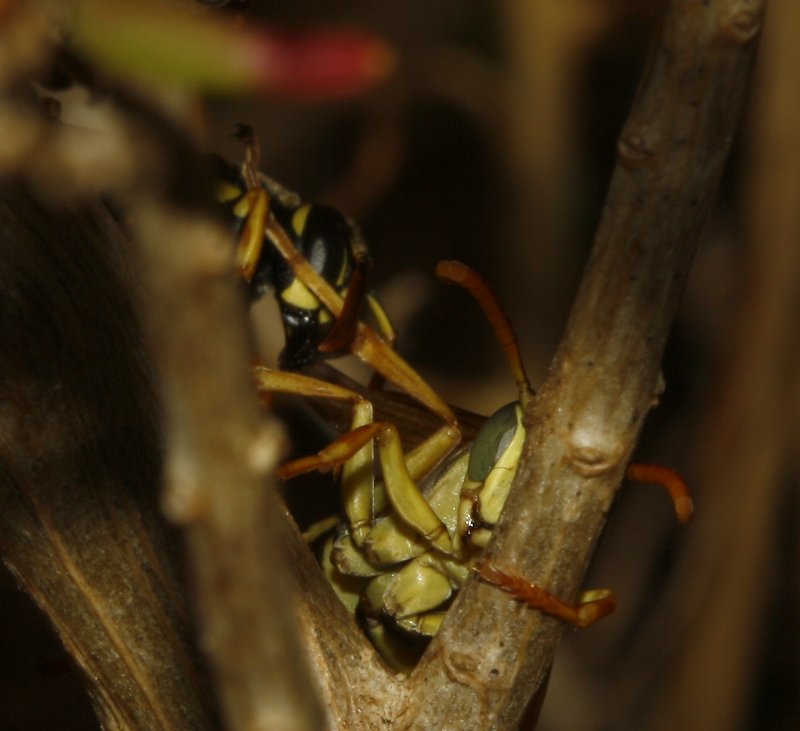 Polistes%20nimpha_4342.jpg