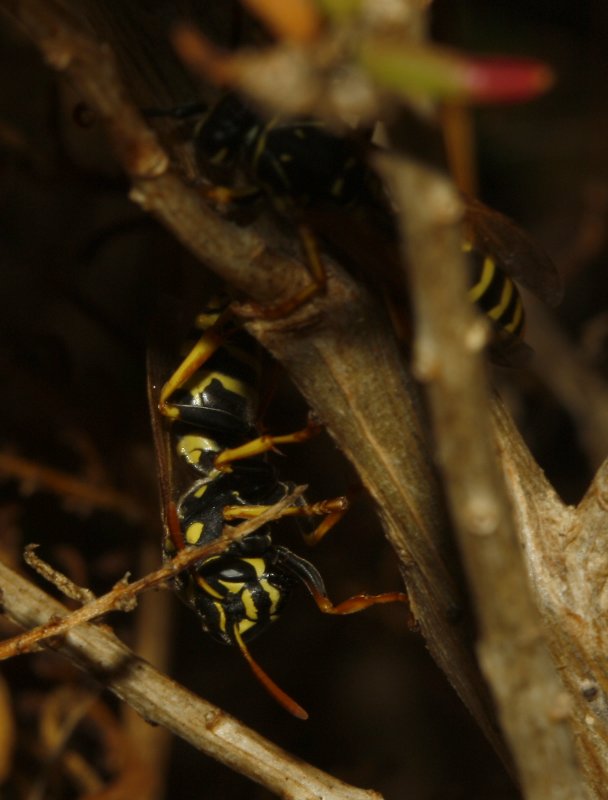Polistes%20nimpha_4344.jpg